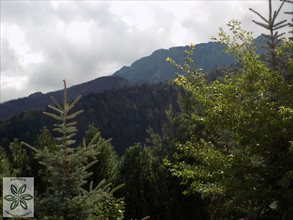 sprzedam działkę Zakopane sprzedam działkę Zakopane