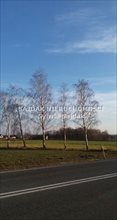 sprzedam działkę Golasowice sprzedam działkę Golasowice