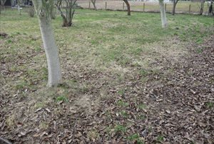 Działka na sprzedaż Polska Nowa Wieś 