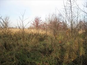 sprzedam działkę Bramki sprzedam działkę Bramki