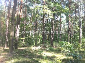 sprzedam działkę Sękocin Stary Sękocin-Las sprzedam działkę Sękocin Stary Sękocin-Las