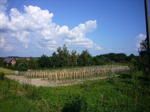 sprzedam działkę Góra Kalwaria Wólka Dworska sprzedam działkę Góra Kalwaria Wólka Dworska