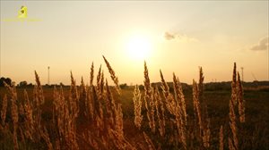 Działka na sprzedaż Turawa Działka na sprzedaż Turawa