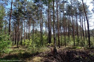 sprzedam działkę Hornówek Izabelin sprzedam działkę Hornówek Izabelin