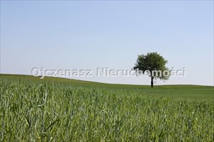 sprzedam działkę Bydgoszcz sprzedam działkę Bydgoszcz