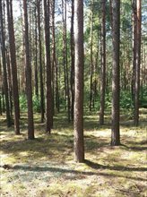 sprzedam działkę Pieniążki sprzedam działkę Pieniążki