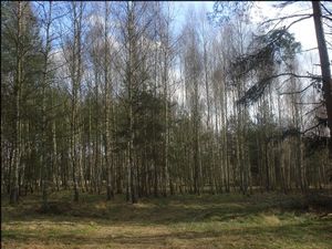 sprzedam działkę Wały Wały sprzedam działkę Wały Wały