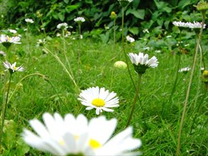 Działka na sprzedaż Kotórz Mały 