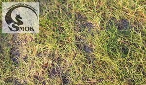 sprzedam działkę Kraków Wola Justowska sprzedam działkę Kraków Wola Justowska