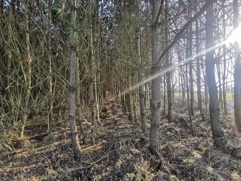 Działka leśna na sprzedaż Czyżkowo, Czyżkowo  18 900m2 Foto 9