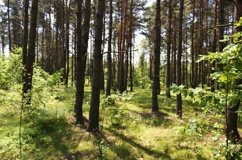 Działka rekreacyjna na sprzedaż Żarki-Letnisko, Żarki-Letnisko  1 000m2 Foto 10