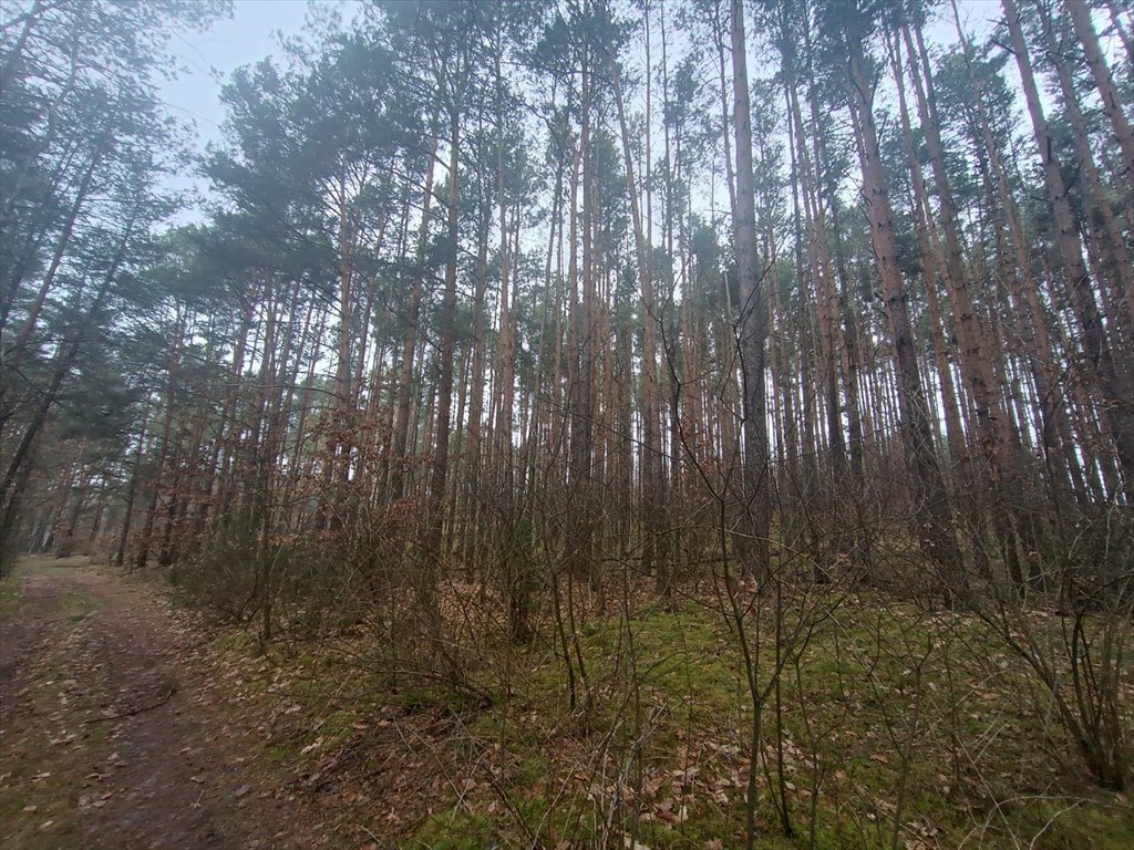 Działka leśna na sprzedaż Gorzakiew  27 000m2 Foto 17