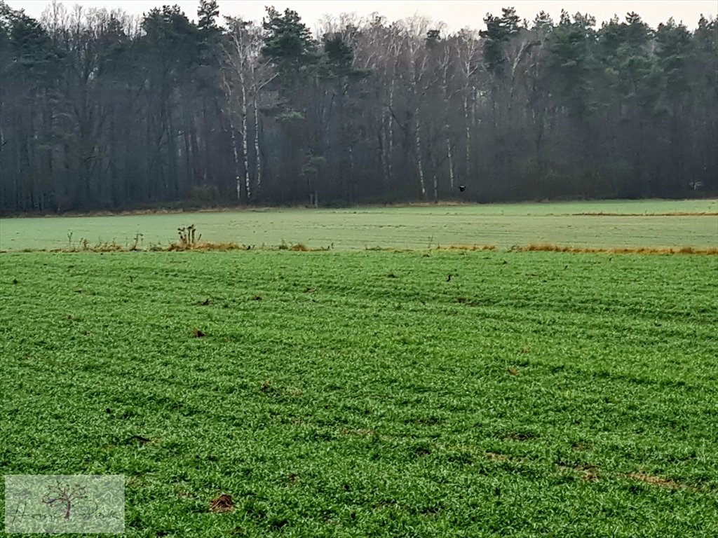 Działka budowlana na sprzedaż Gajówka, Gajówka  4 500m2 Foto 6