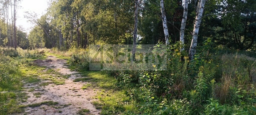 Na sprzedaż działki w Czarnym Lesie z mediami i MPZP Czarny Las  8 294m2 Foto 1