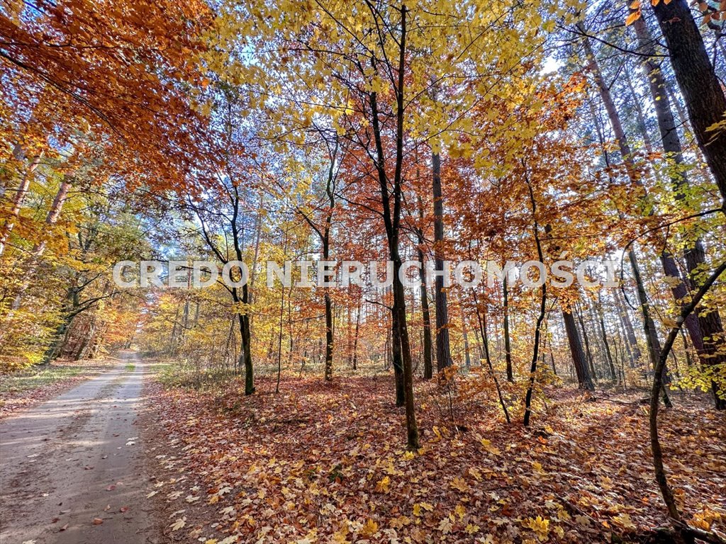 Działka budowlana na sprzedaż Pelnik  1 100m2 Foto 7