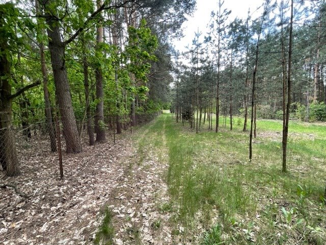 Działka budowlana na sprzedaż Ruda  7 200m2 Foto 16