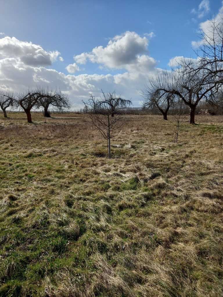 Działka inna na sprzedaż Ścinawa  3 000m2 Foto 14