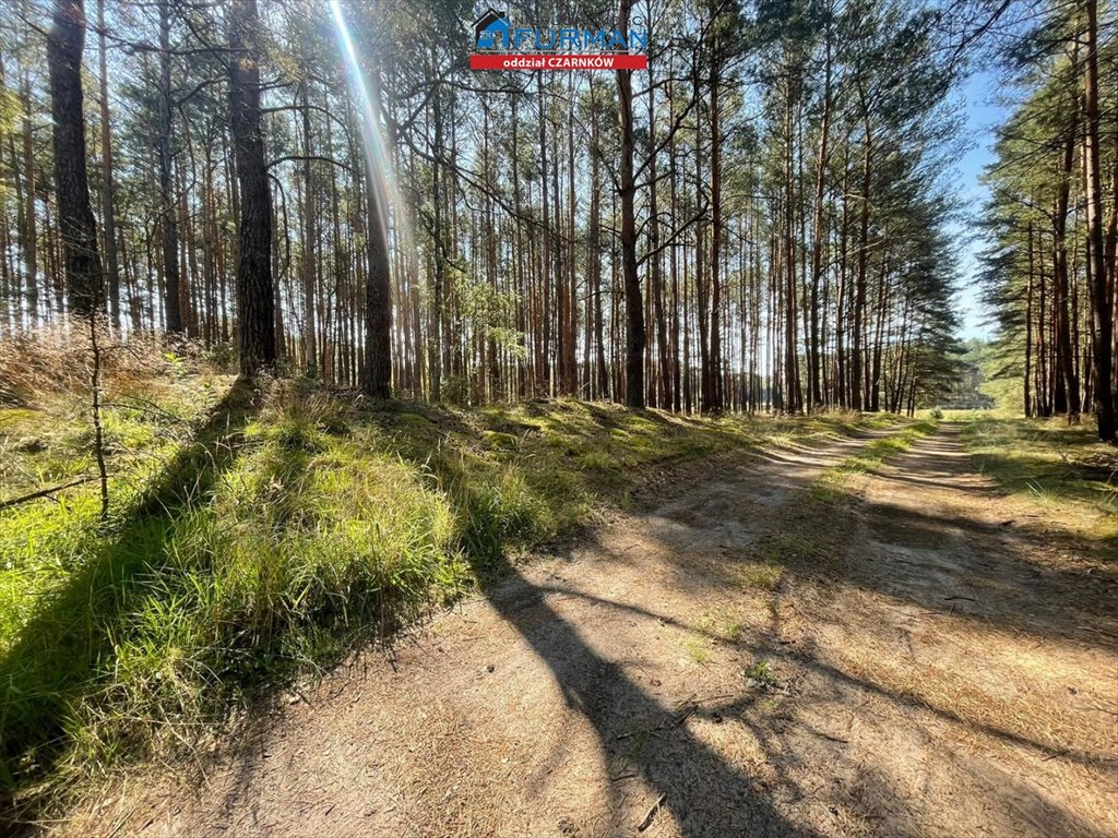 Działka leśna na sprzedaż Miały  45 200m2 Foto 1