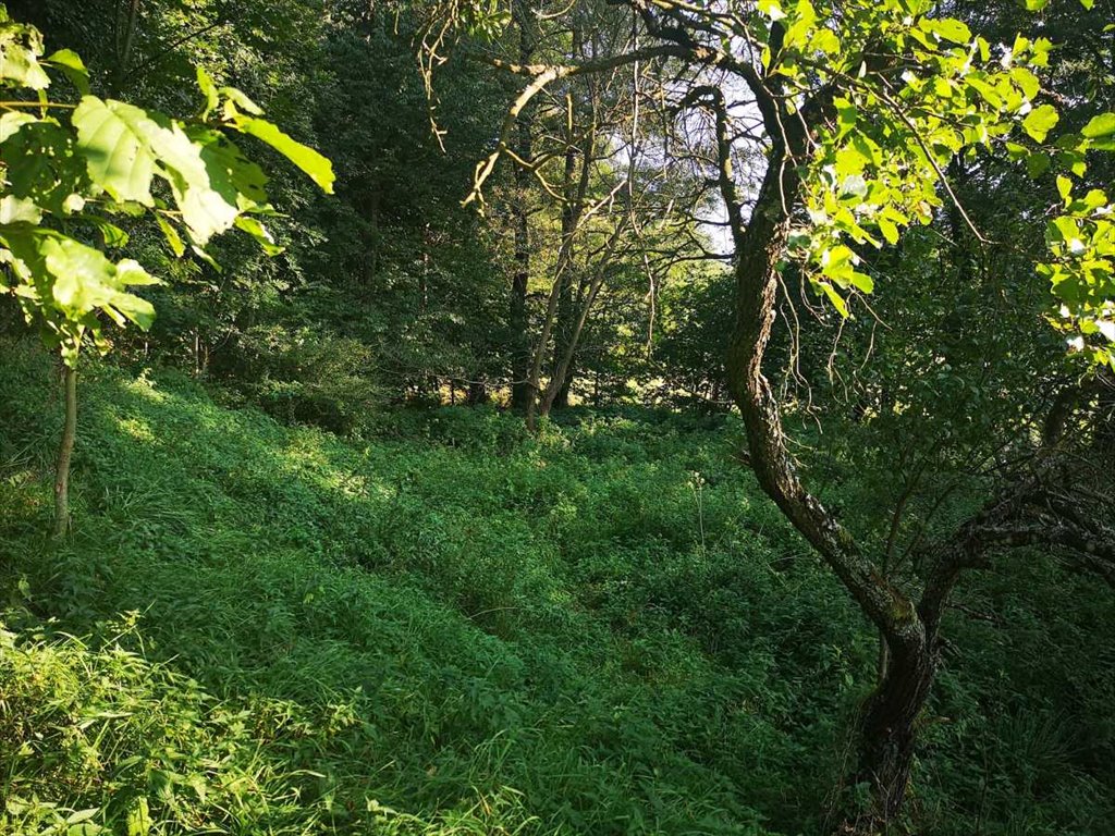 Działka inna na sprzedaż Bystrzyca Kłodzka, Idzików  4 600m2 Foto 3