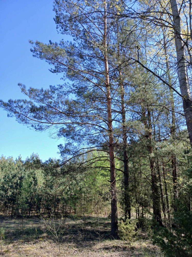 Działka budowlana na sprzedaż Myszyniec, Myszyniec  5 200m2 Foto 8