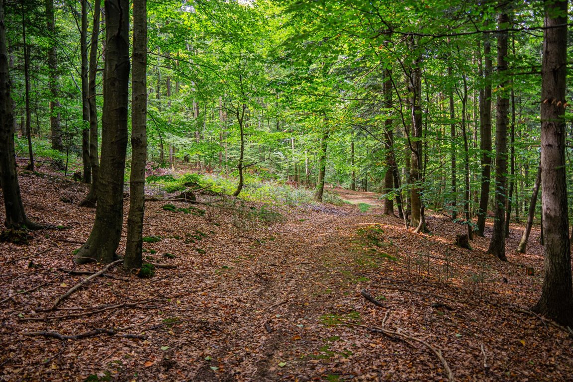 Działka leśna na sprzedaż Łęki  5 800m2 Foto 12