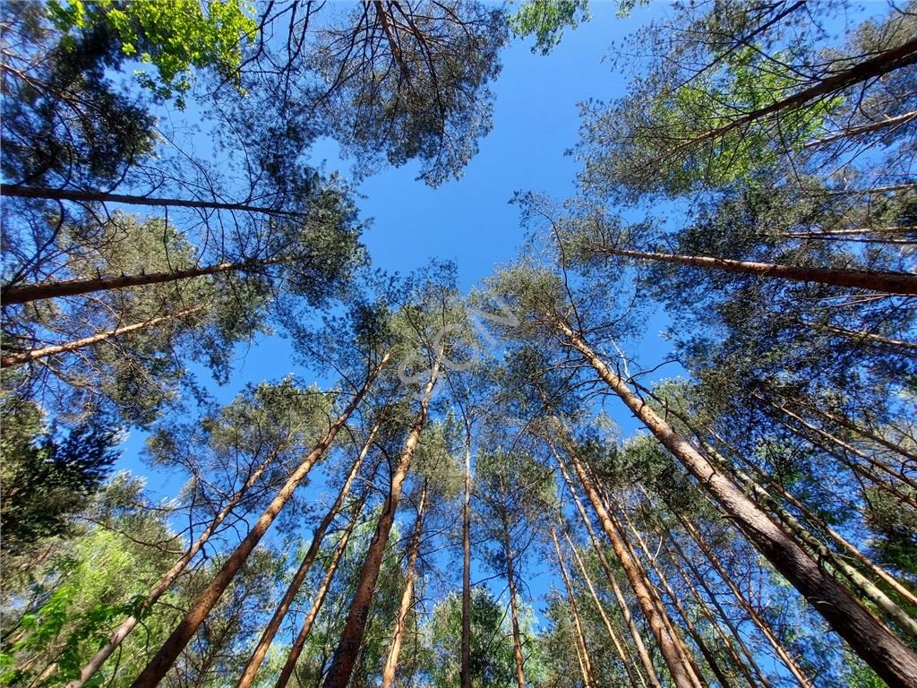 Działka leśna na sprzedaż Warszawa, Wawer  1 832m2 Foto 4