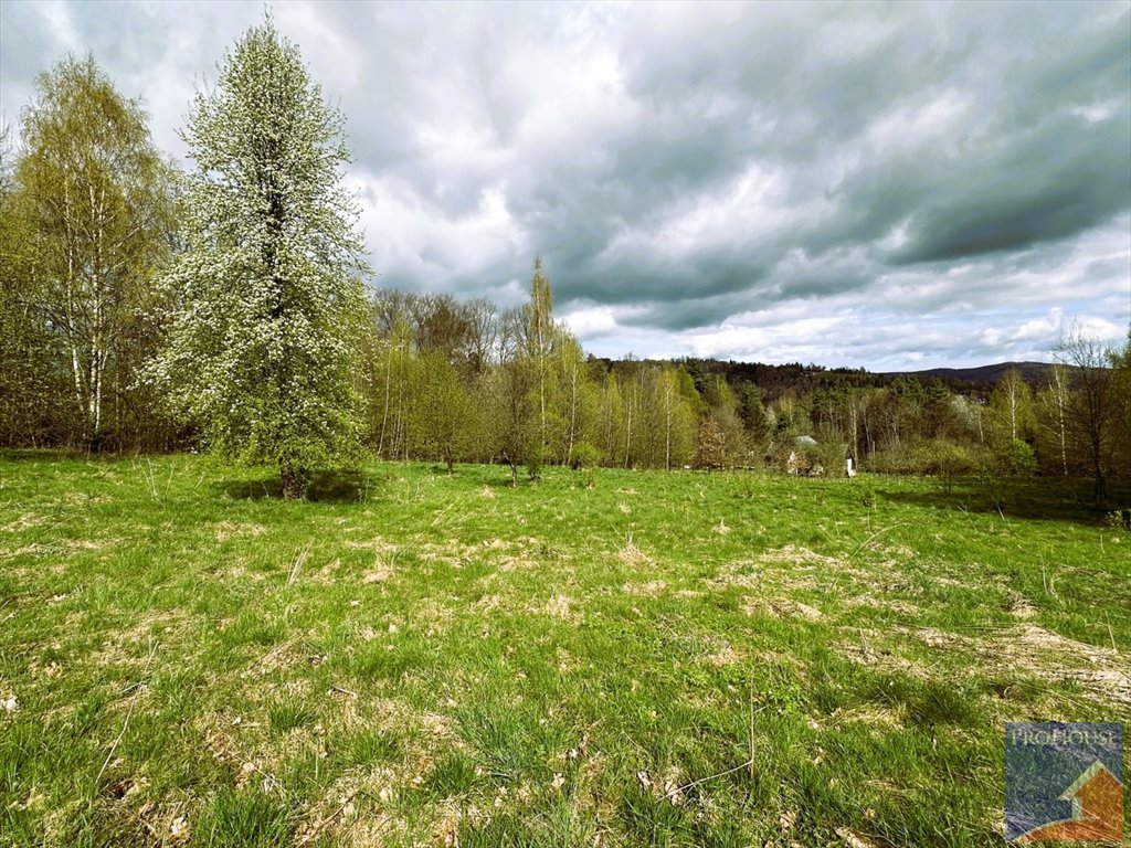 Działka inna na sprzedaż Lipowe  20 300m2 Foto 10