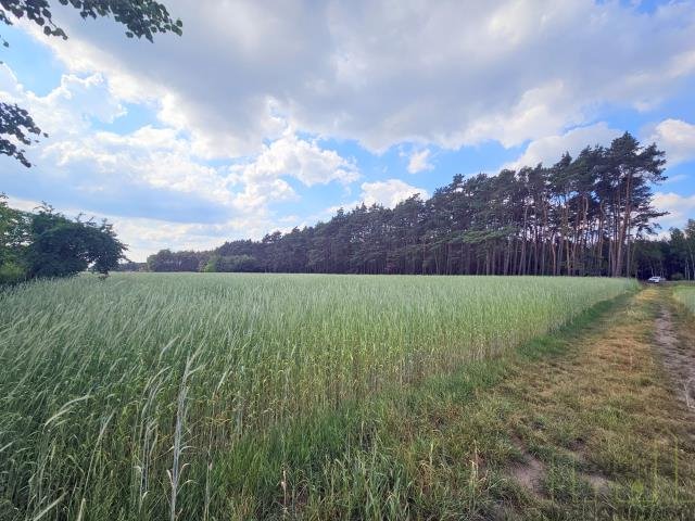 Działka budowlana na sprzedaż Chorzemin  12 500m2 Foto 1