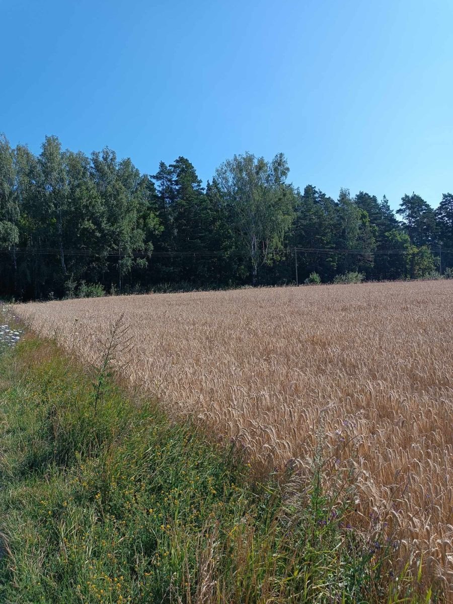 Działka gospodarstwo rolne na sprzedaż Małynka  6 002m2 Foto 5