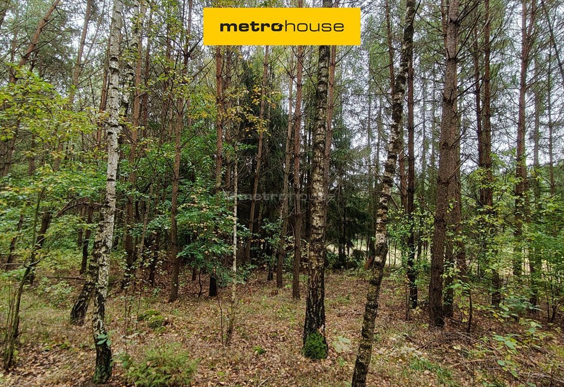 Sprzedam działkę leśną 30 060 m² z 100-letnim starodrzewem Mława, Piekiełko  30 060m2 Foto 1