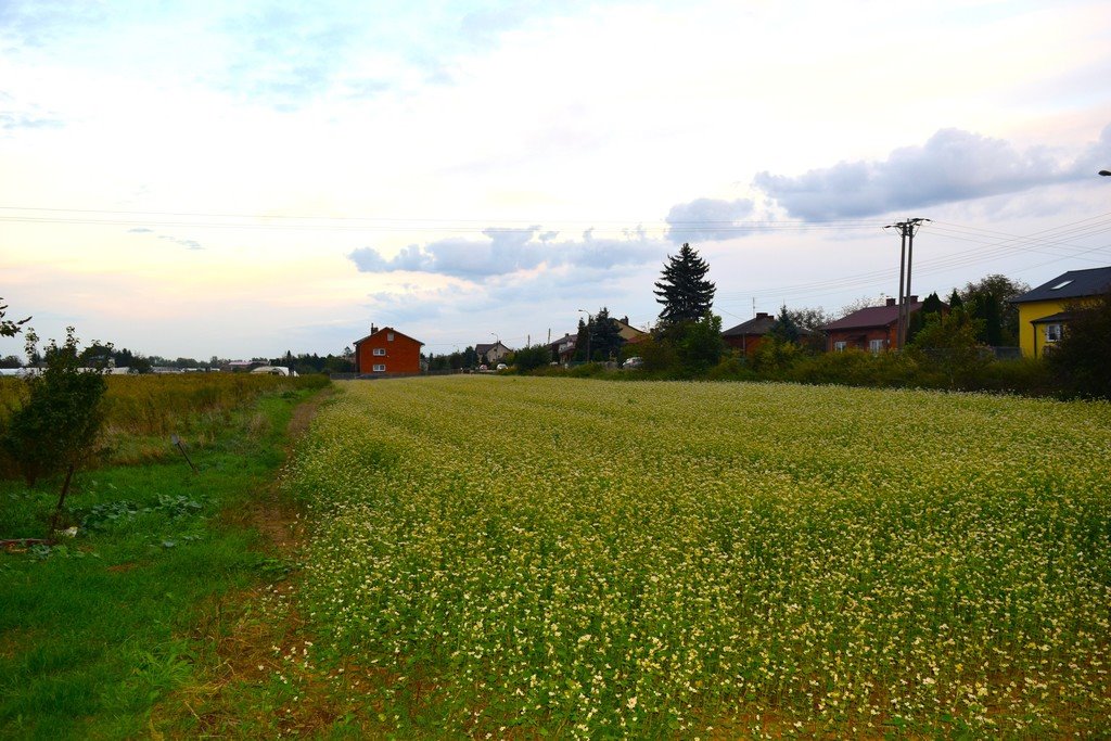Działka rolna na sprzedaż Sandomierz  4 400m2 Foto 8