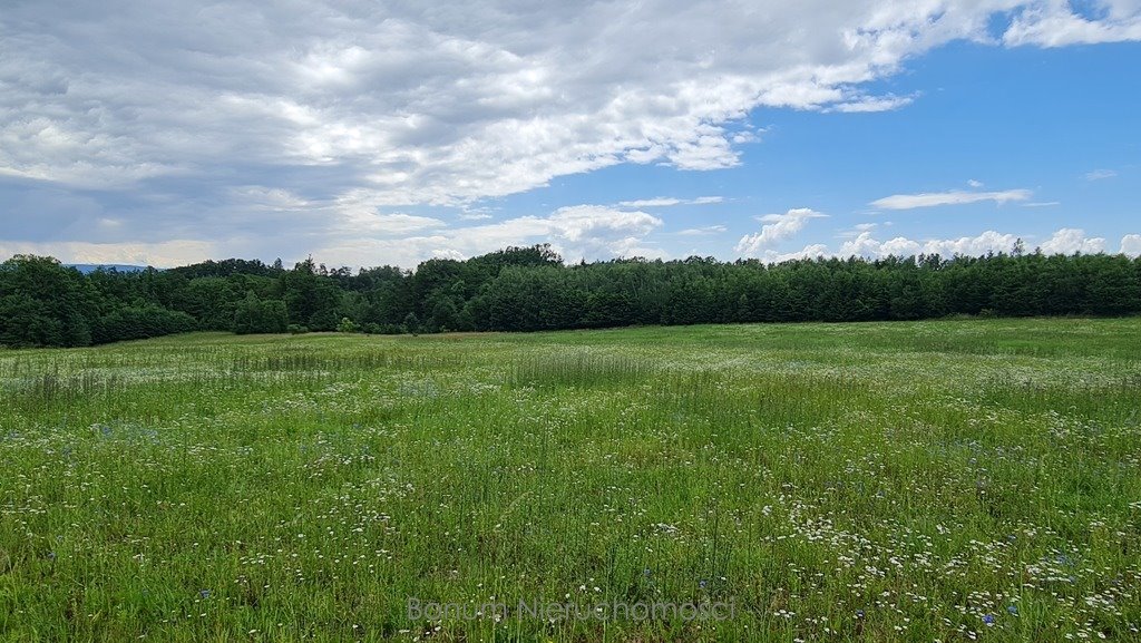 Działka inna na sprzedaż Dębowina  19 200m2 Foto 3