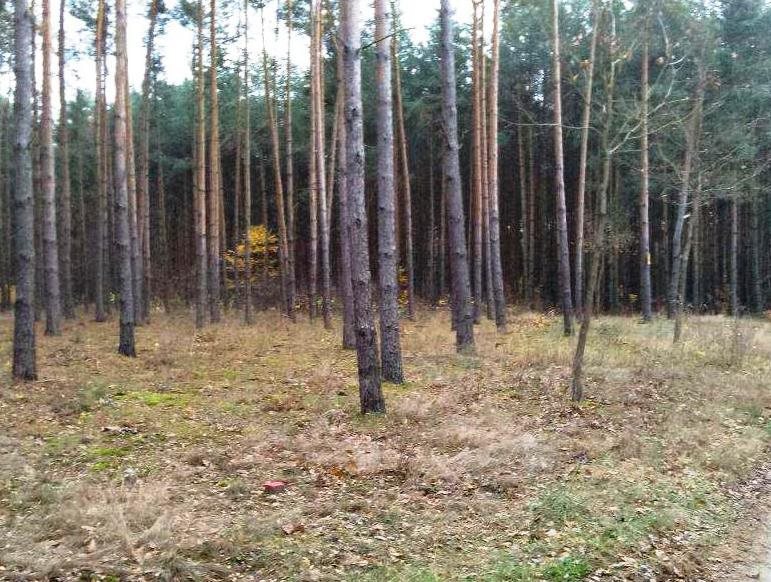 Urokliwa działka 1200 m² z mediami w Adamowie Parcel Radziejowice, Radziejowice, Adamów Parcel  1 200m2 Foto 1