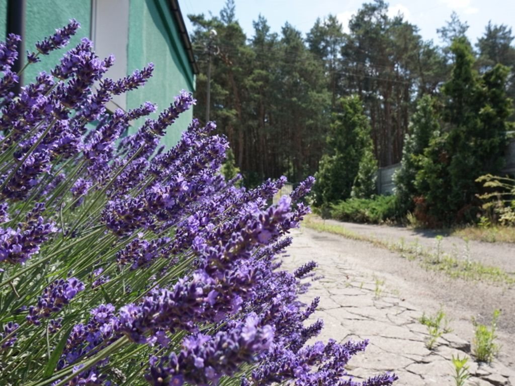 Dom na sprzedaż Daszewice, Szkolna 105m2 Foto 1 Dom na sprzedaż Daszewice, Szkolna 105m2 Foto 1