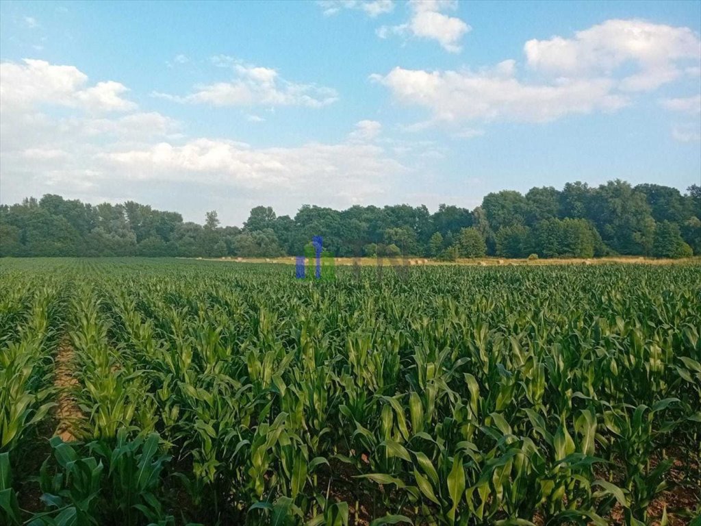 Działka rolna na sprzedaż Sadowice  7 400m2 Foto 6