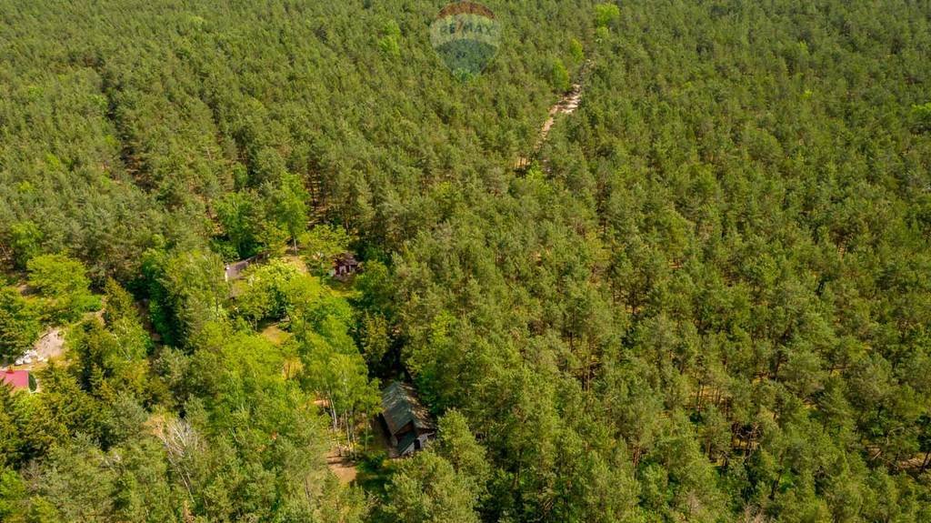 Działka leśna z prawem budowy na sprzedaż Rynia, Ignacego Paderewskiego  4 461m2 Foto 6