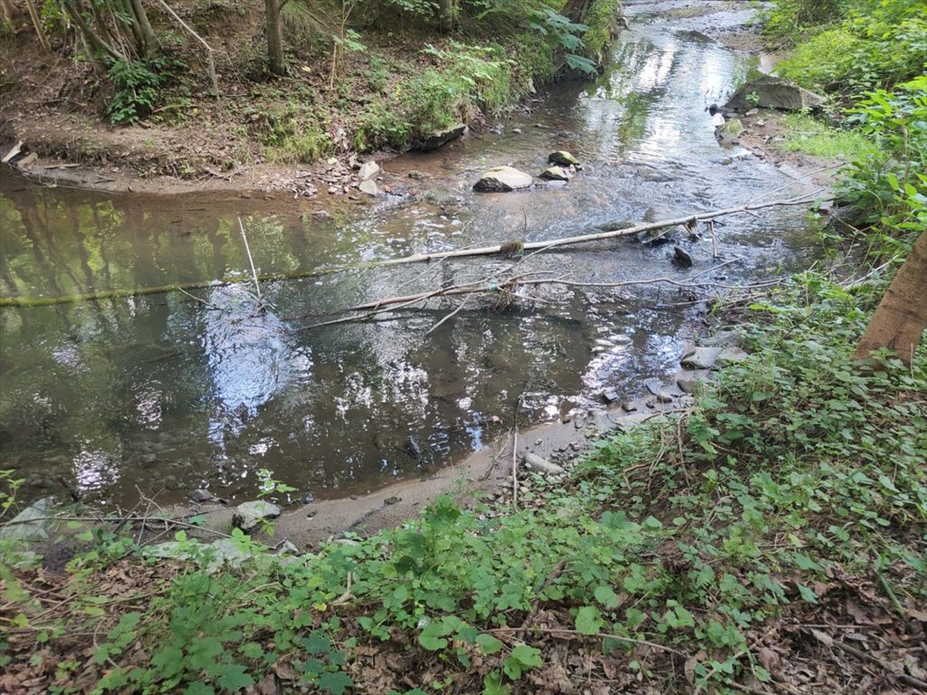 Działka leśna na sprzedaż Wojcieszów, Bolesława Chrobrego  8 241m2 Foto 3