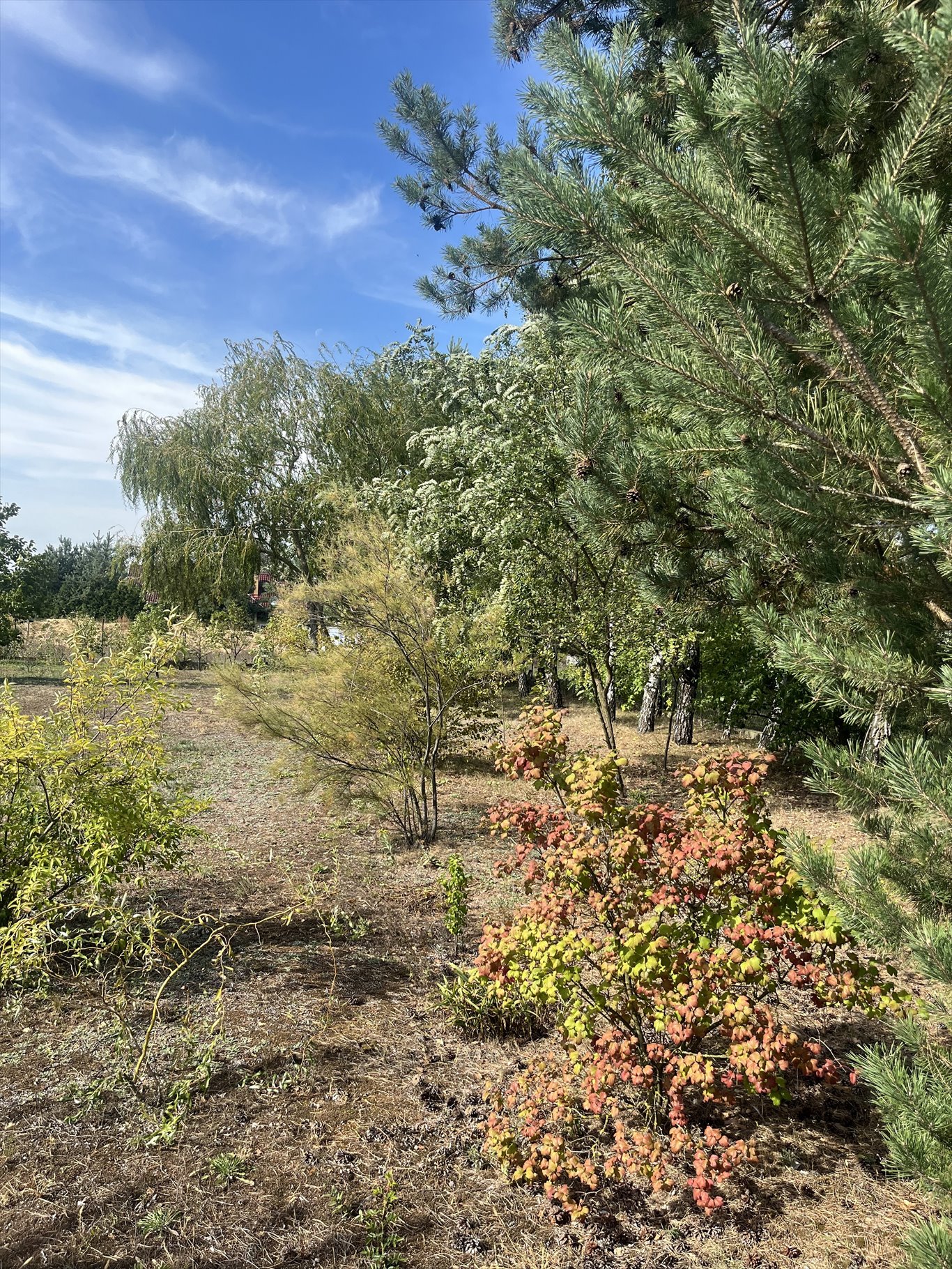 Działka budowlana na sprzedaż Kwirynów  850m2 Foto 9