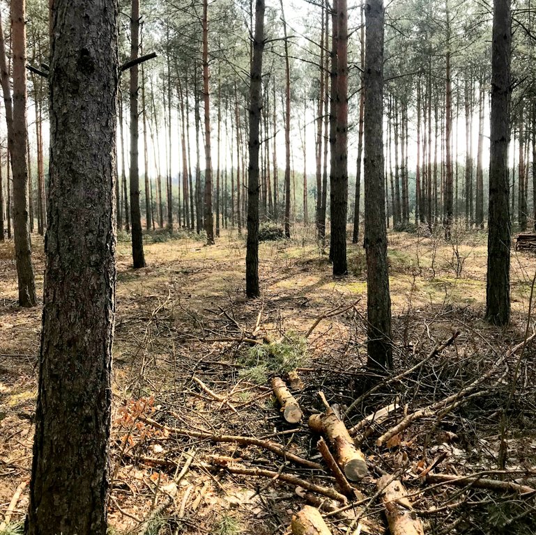 Działka rekreacyjna na sprzedaż Cyganówka  8 900m2 Foto 4