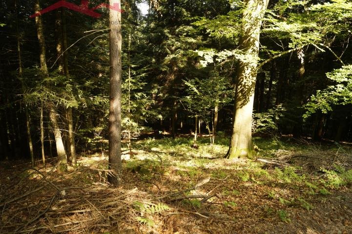 Działka leśna na sprzedaż Pietrusza Wola  15 100m2 Foto 9