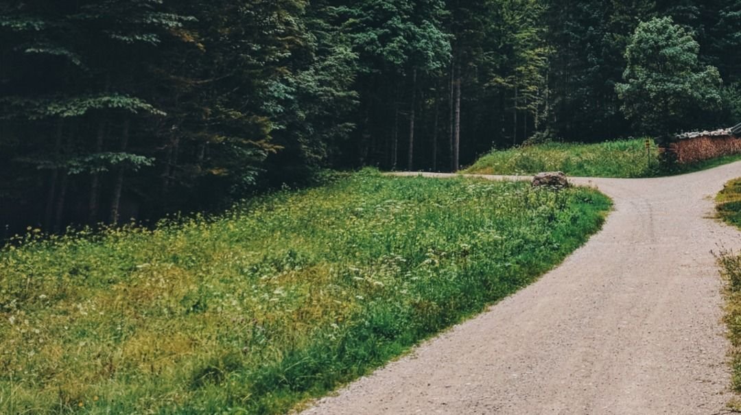 Działka gospodarstwo rolne na sprzedaż Lewickie  4 500m2 Foto 3