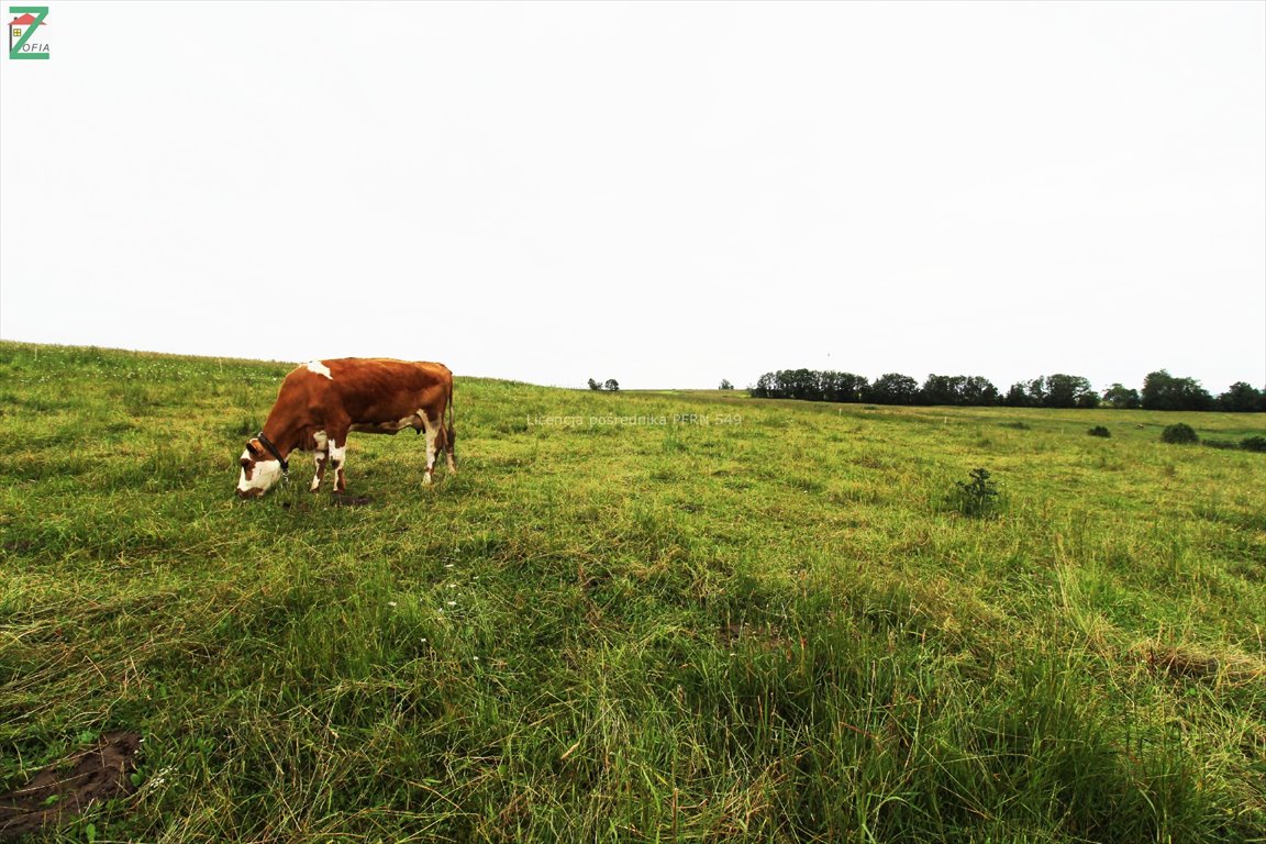 Działka budowlana na sprzedaż CHOCHOŁÓW  1 800m2 Foto 5