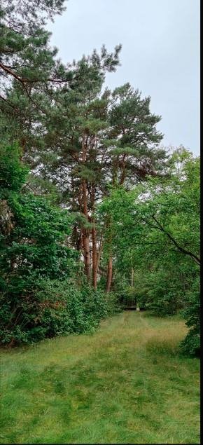 Działka 2828 m² z mediami, sosny, dom do rozbiórki Józefów  2 747m2 Foto 1