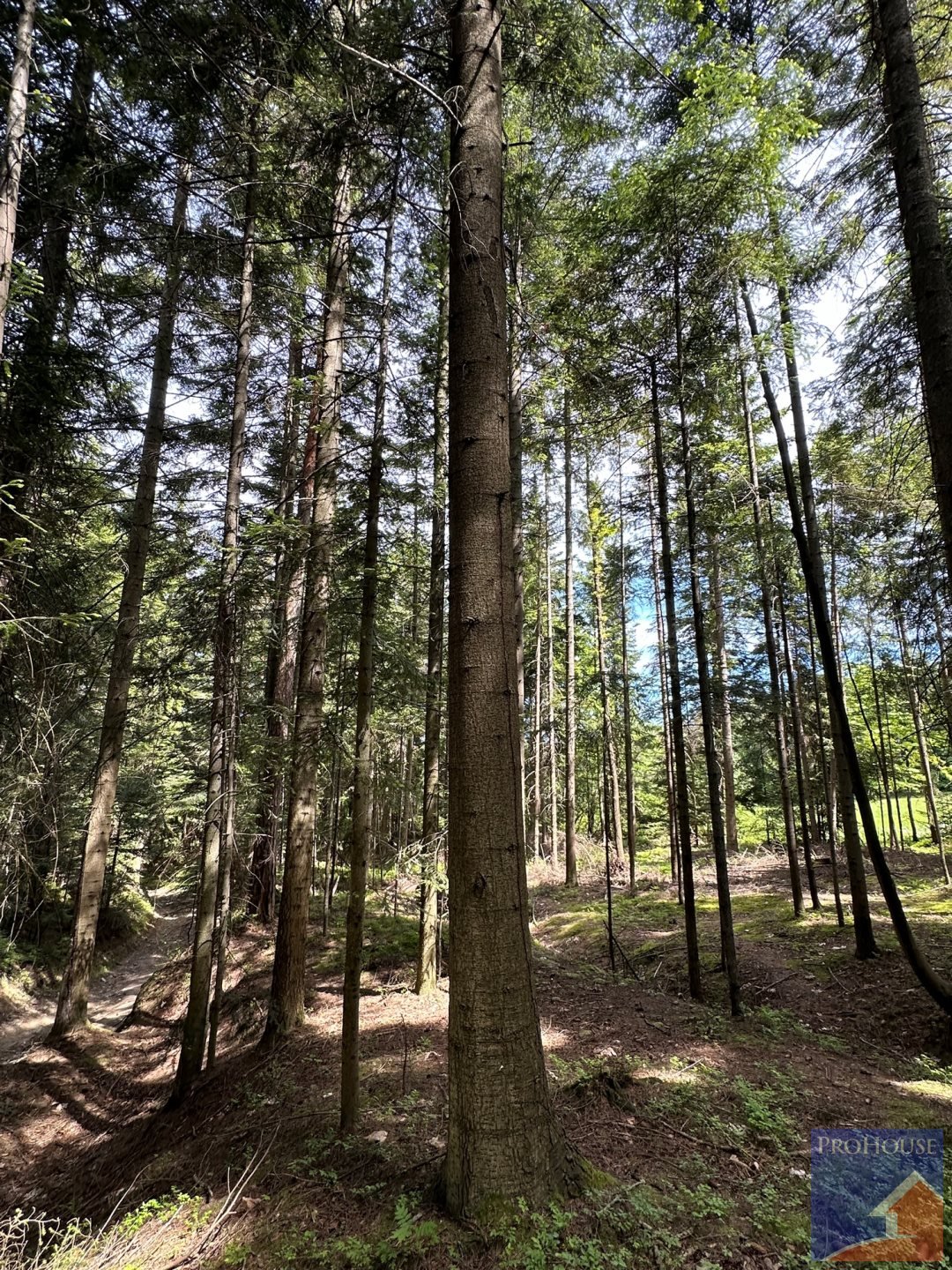 Działka leśna na sprzedaż Podłopień  5 200m2 Foto 16