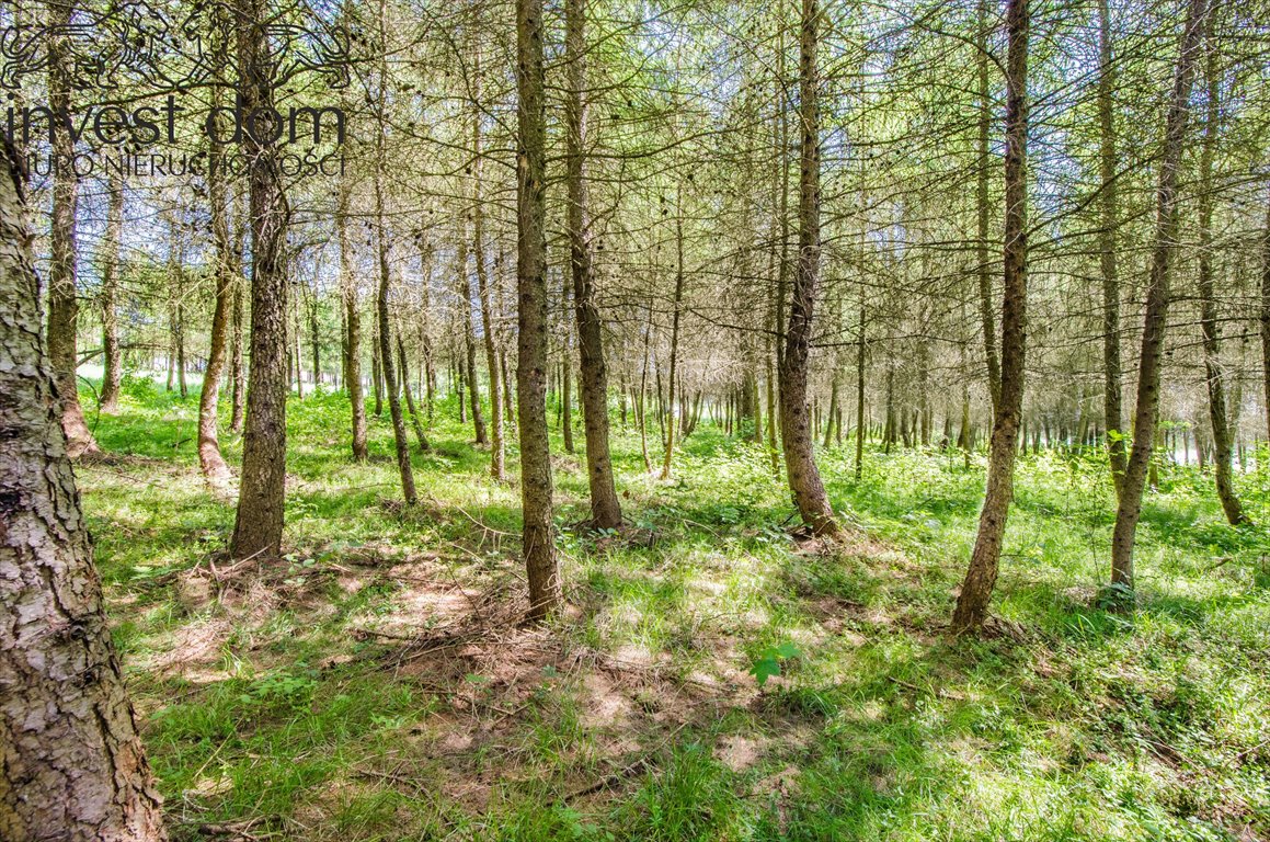 Działka leśna na sprzedaż Brunary  30 301m2 Foto 7