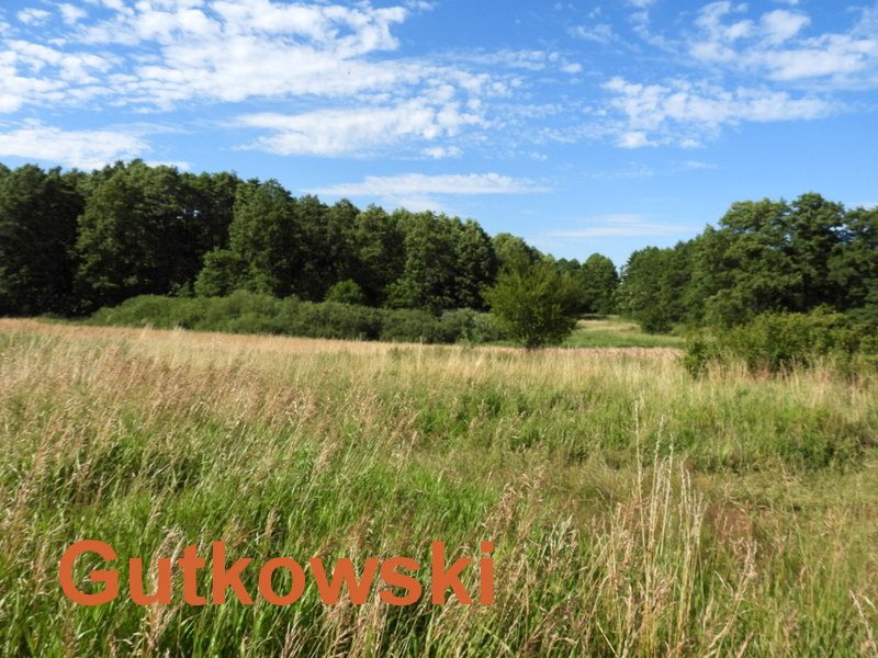 Działka siedliskowa na sprzedaż Szałkowo, Gmina Iława  5 000m2 Foto 3