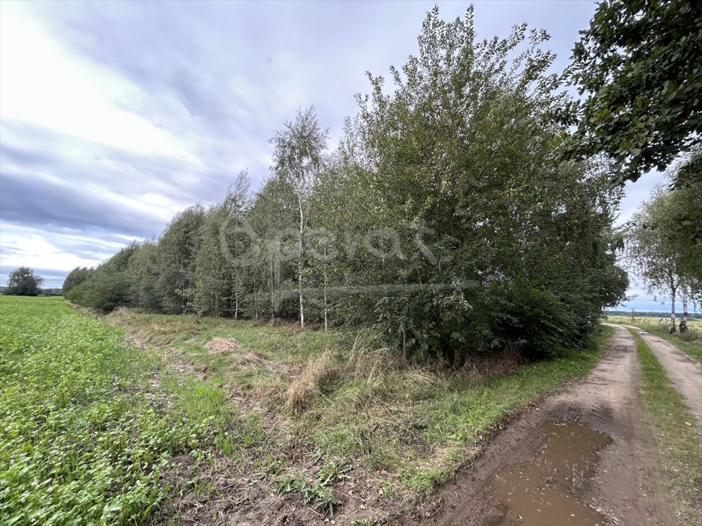 Działka 83 arów z brzozami, cicha okolica - zapraszam Chynowa, Chynowa  8 300m2 Foto 1