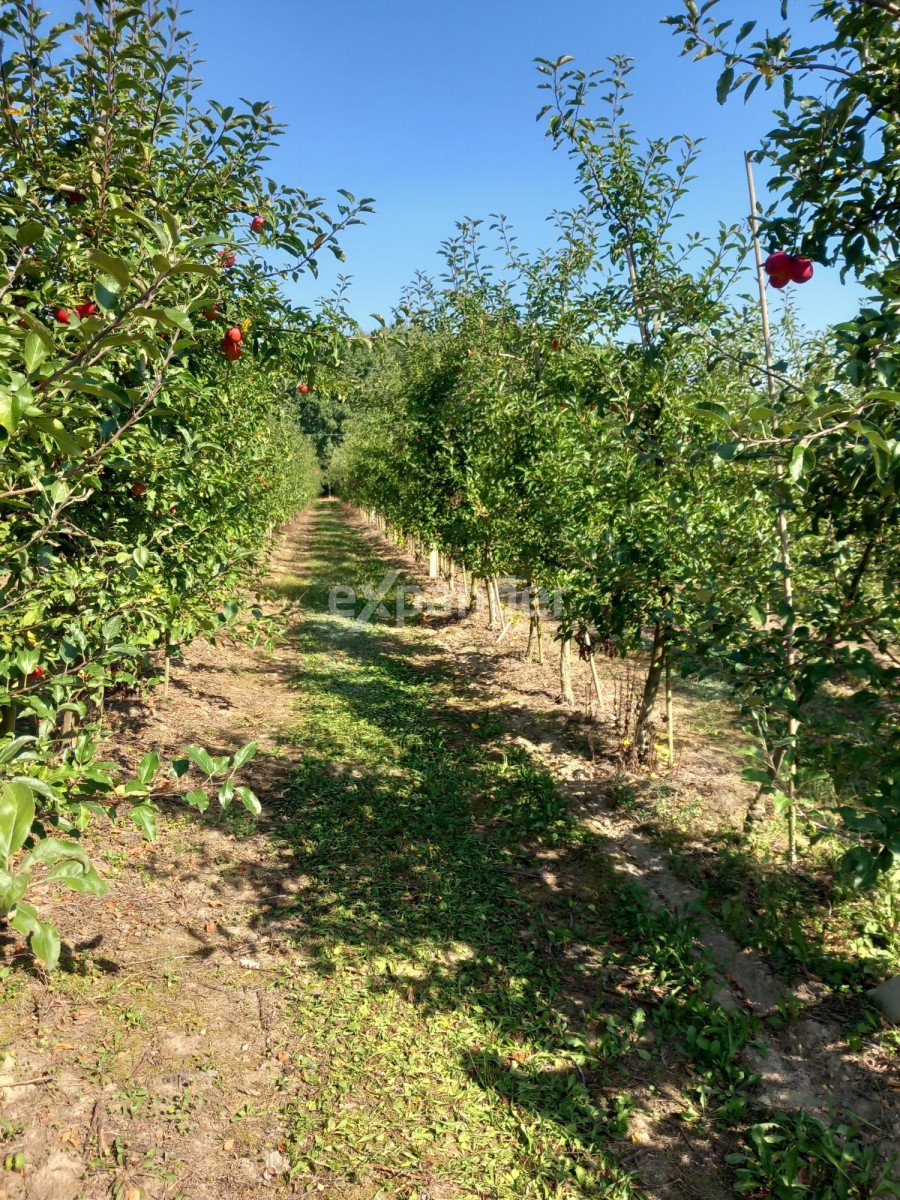 Działka budowlana na sprzedaż Chrzczonowice  56 200m2 Foto 4