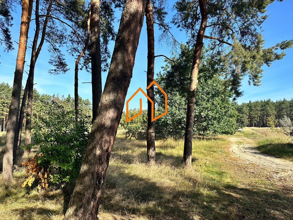 Działka 3,2 ha z lasem i 11 działkami budowlanymi Lubonieczek  31 915m2 Foto 1
