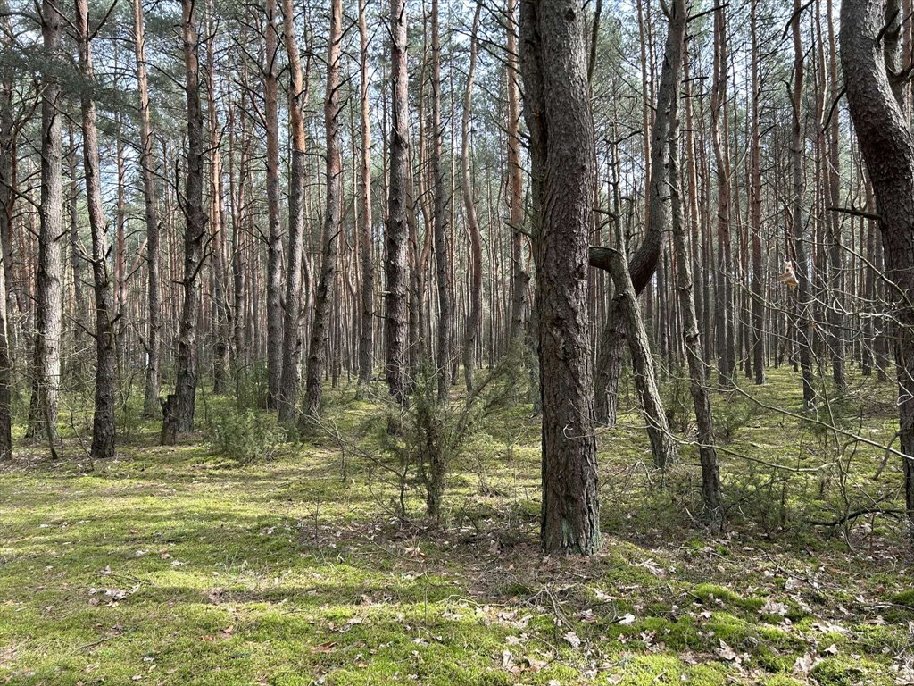 Działka inna na sprzedaż Dzbądz, Dzbądz  2 000m2 Foto 10